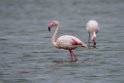 Greater Flamingo.20141105_0171