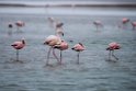Greater and Lesser Flamingo.20141105_0178