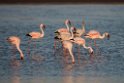 Lesser flamingo.20141105_0213