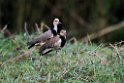 Long-toed Lapwing.20141114_1426