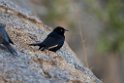 Pale-winged Starling.20141103_0353
