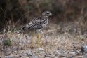 Spotted Thick-knee.20141113_1745