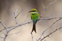Swallow-tailed Bee-eater.20141111_1828
