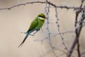 Swallow-tailed Bee-eater.20141111_1834