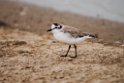 White-fronted Plover.20141105_0017
