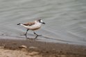 White-fronted Plover.20141105_0019