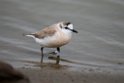 White-fronted Plover.20141105_0165