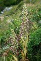 Himantoglossum hircinum.20150609_4789