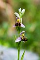 Ophrys Ophrys scolopax.20150610_4660