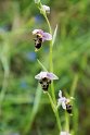 Ophrys scolopax.20150610_4680