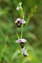 Ophrys scolopax.20150610_4685