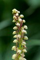 Aceras anthropophorum (Man Orchid)20160605_8447