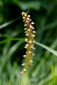 Aceras anthropophorum (Man Orchid)20160605_8449