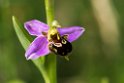 Ophrys apifera(Bee Orchid) 20160606_8434