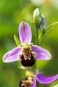 Ophrys apifera(Bee Orchid) 20160606_8437