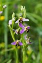 Ophrys apifera(Bee Orchid)20160606_8418