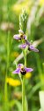 Ophrys apifera(Bee Orchid)20160606_8429