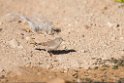 Asian Desert Warbler.20151118_3119