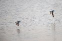 Sounders tern.20181118_1046