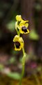Ophrys lutea.20160416_7462