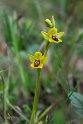 Ophrys lutea.20150411_3102