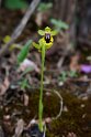 Ophrys lutea.20150411_3133