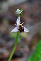 Ophrys scolopax schegifera.20150411_3117