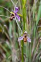 Ophrys scolopax schegifera.20150411_3179