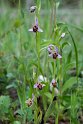Ophrys scolopax schegifera.20150411_3219