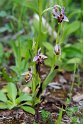 Ophrys scolopax schegifera.20150411_3223