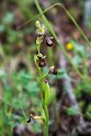 Ophrys speculum.20150411_3106