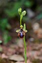Ophrys speculum.20150411_3110