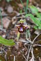 Ophrys speculum.20150411_3114