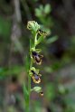 Ophrys speculum.20150411_3122