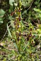 Ophrys vernixia.20150411_3188