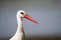 Hvid Stork.20150804._DSC6788