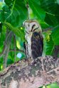 Barn owl.20161128_6316