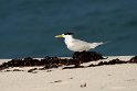Greater Crested Tern.20161120_DSC3691
