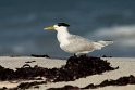 Greater Crested Tern.20161120_DSC3697
