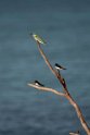 Green Beeater and Barn swallow_20161123DSC4443