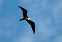 Lesser Frigatebird.20161119_DSC3591
