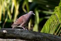 Madagascar Turtle-dove.20161121_DSC4114