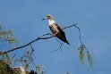 Red-footed booby_20161120.DSC3733