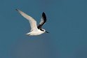 Saunders Little Tern.20161120_DSC3701