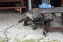 Skildpadde  Curieuse Island.20161128_6408