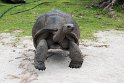 Skildpadde Curieuse Island.20161128_6419