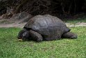 Skildpadde.20161127_6448