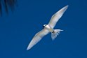 White tern_20161123DSC4600