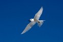 White tern_20161123DSC4606