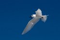 White tern_20161123DSC4607